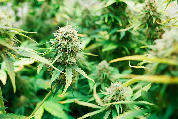 In a Twist, Marijuana Group Wants More Rules